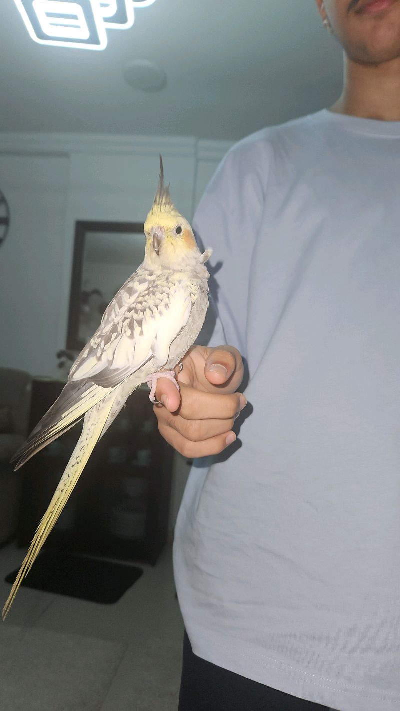 طير كروان للبيع
