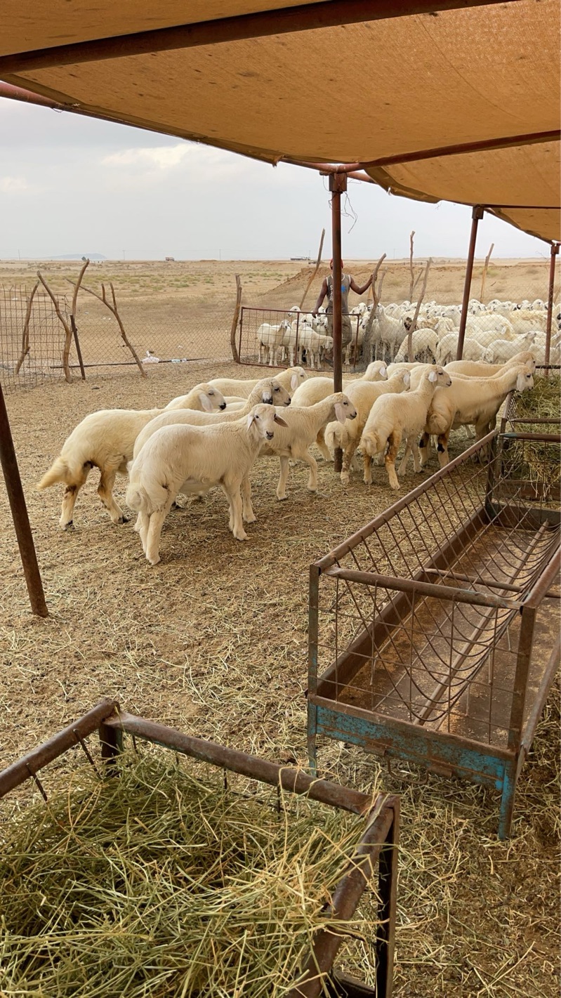 حلال حري