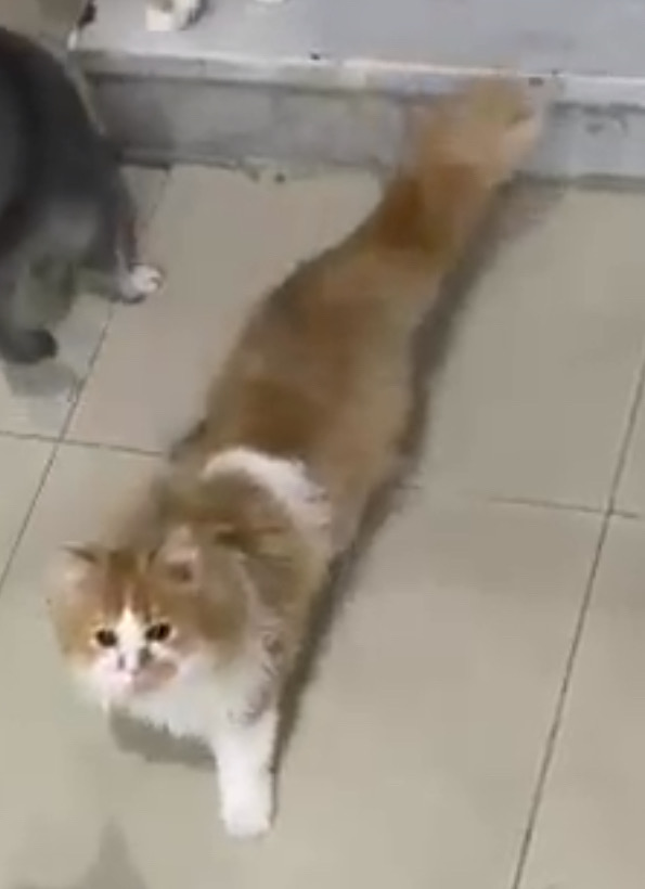 قطط للتبني