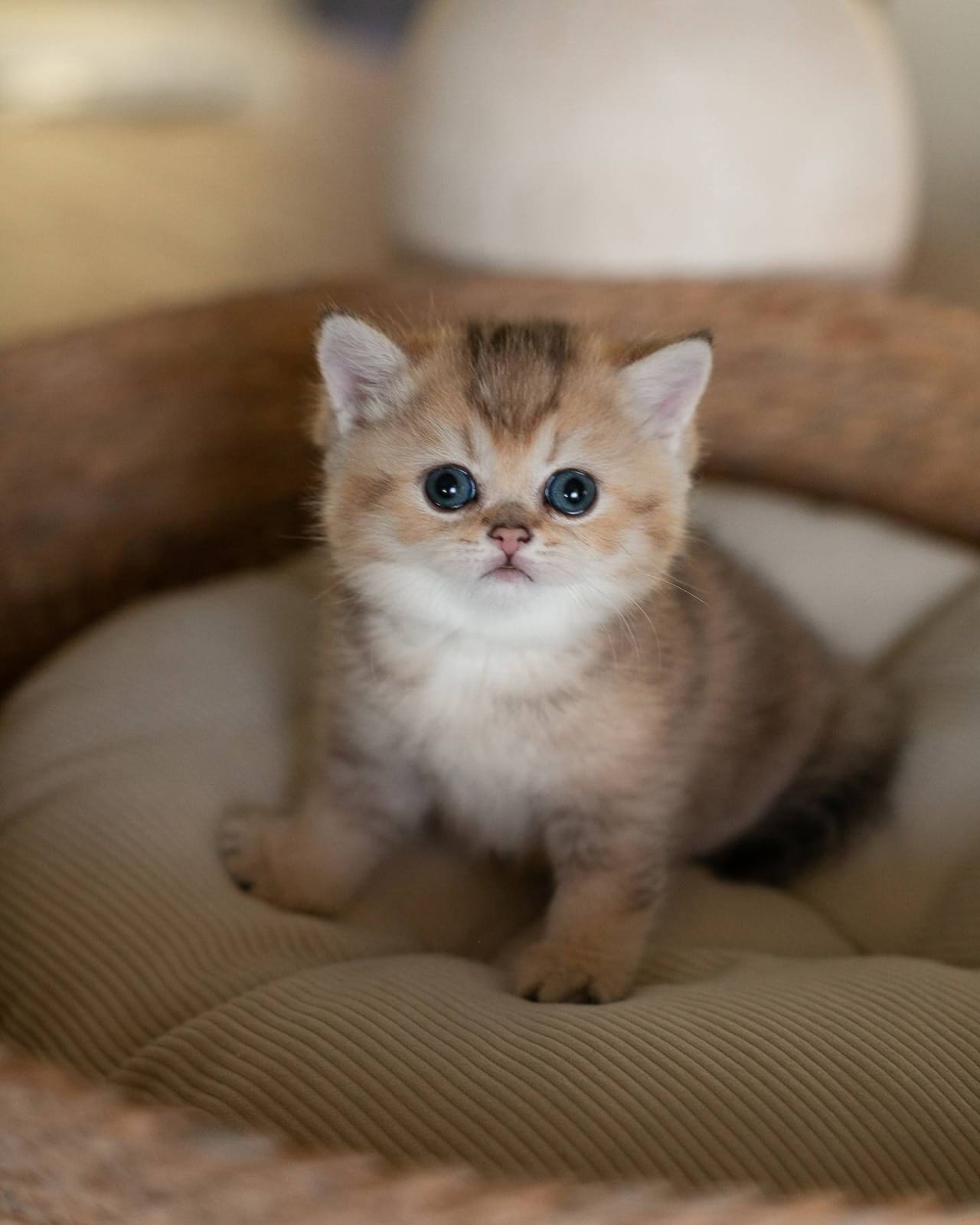 munchkin kitten for adoption