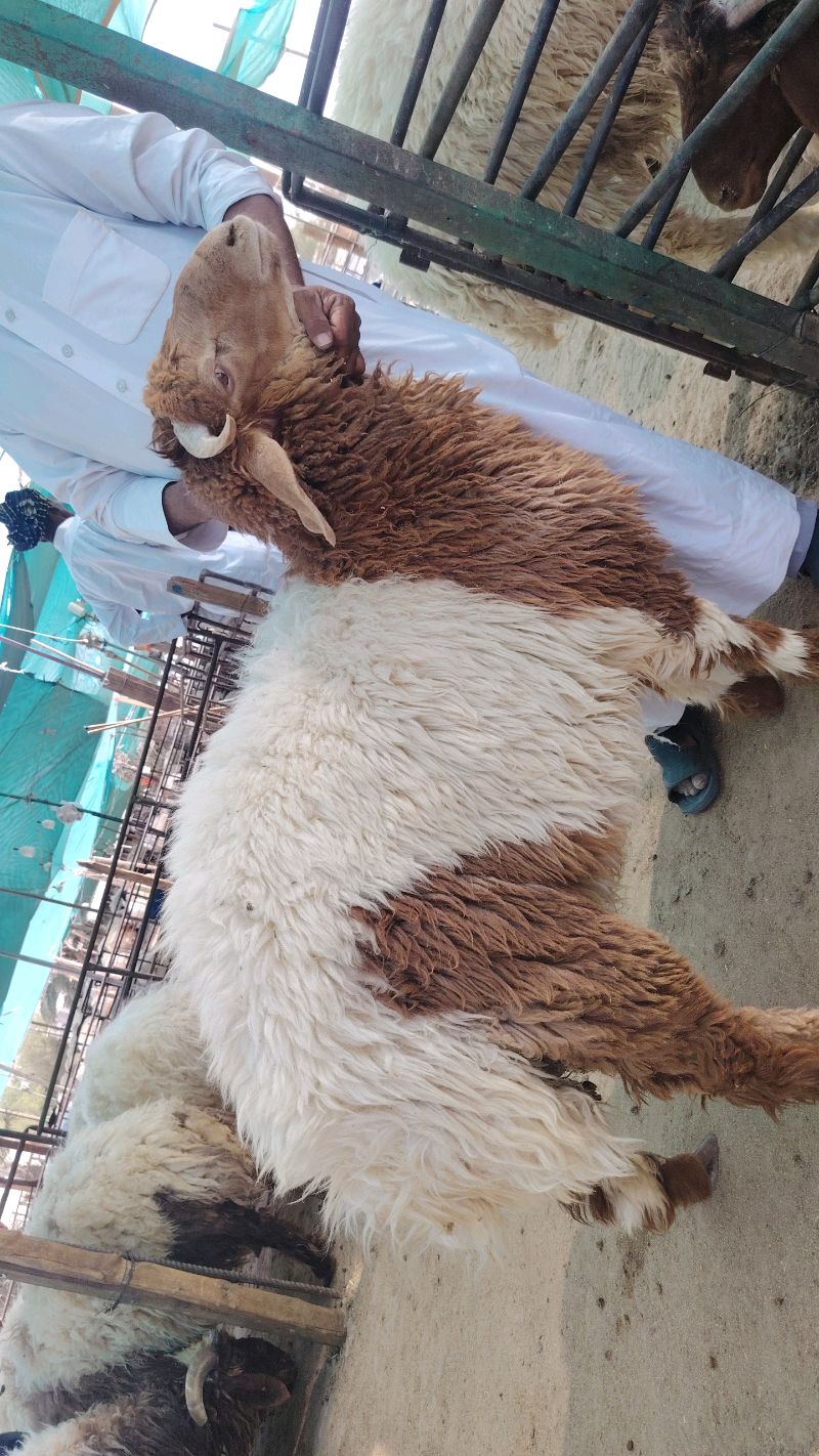 خرفان محلية طيبة