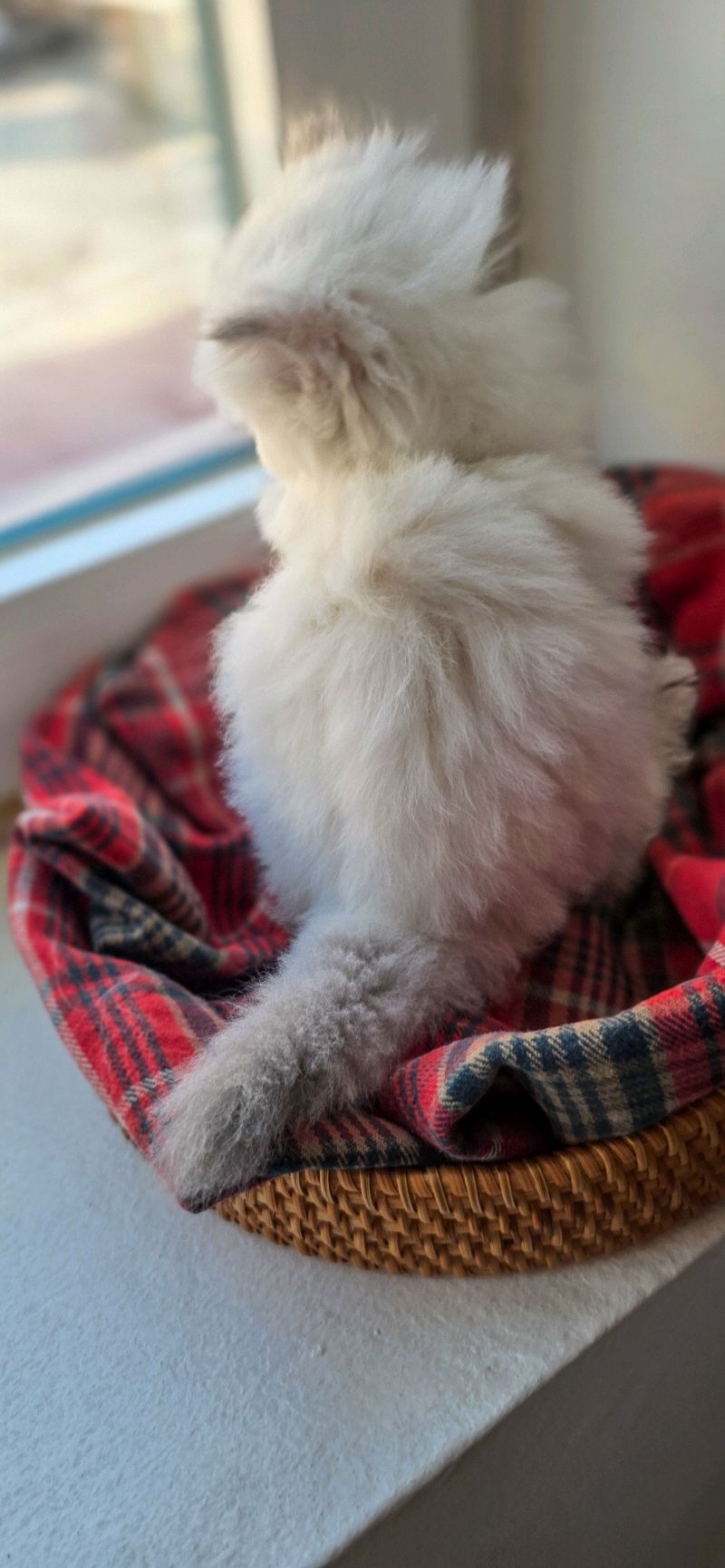 كتنز بريتيش لونغ هير British Long hair kittens