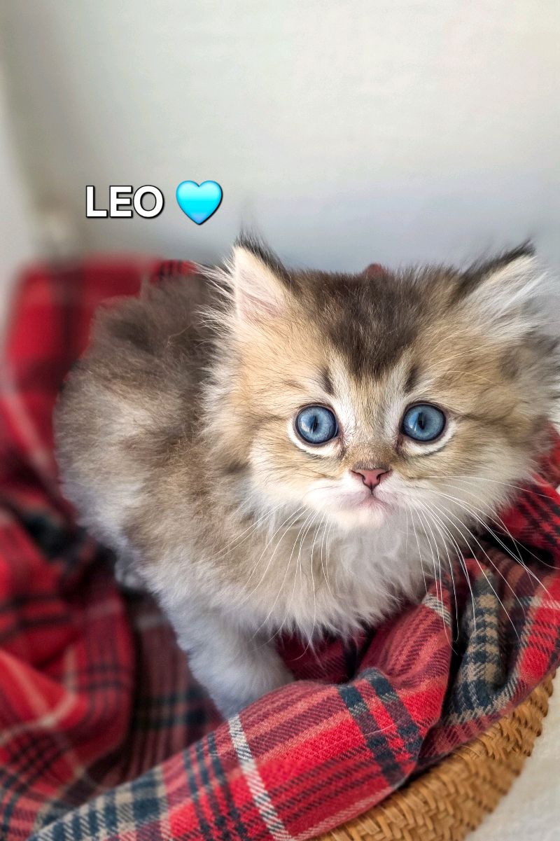 كتنز بريتيش لونغ هير British Long hair kittens