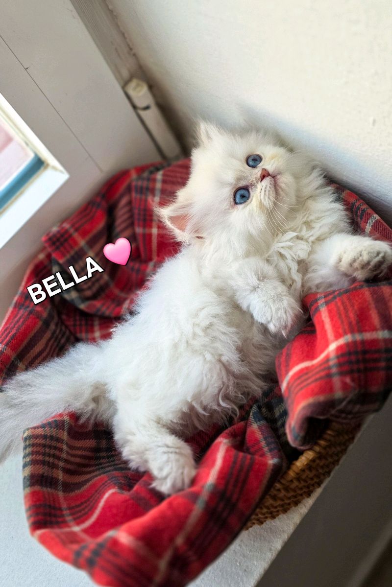 كتنز بريتيش لونغ هير British Long hair kittens