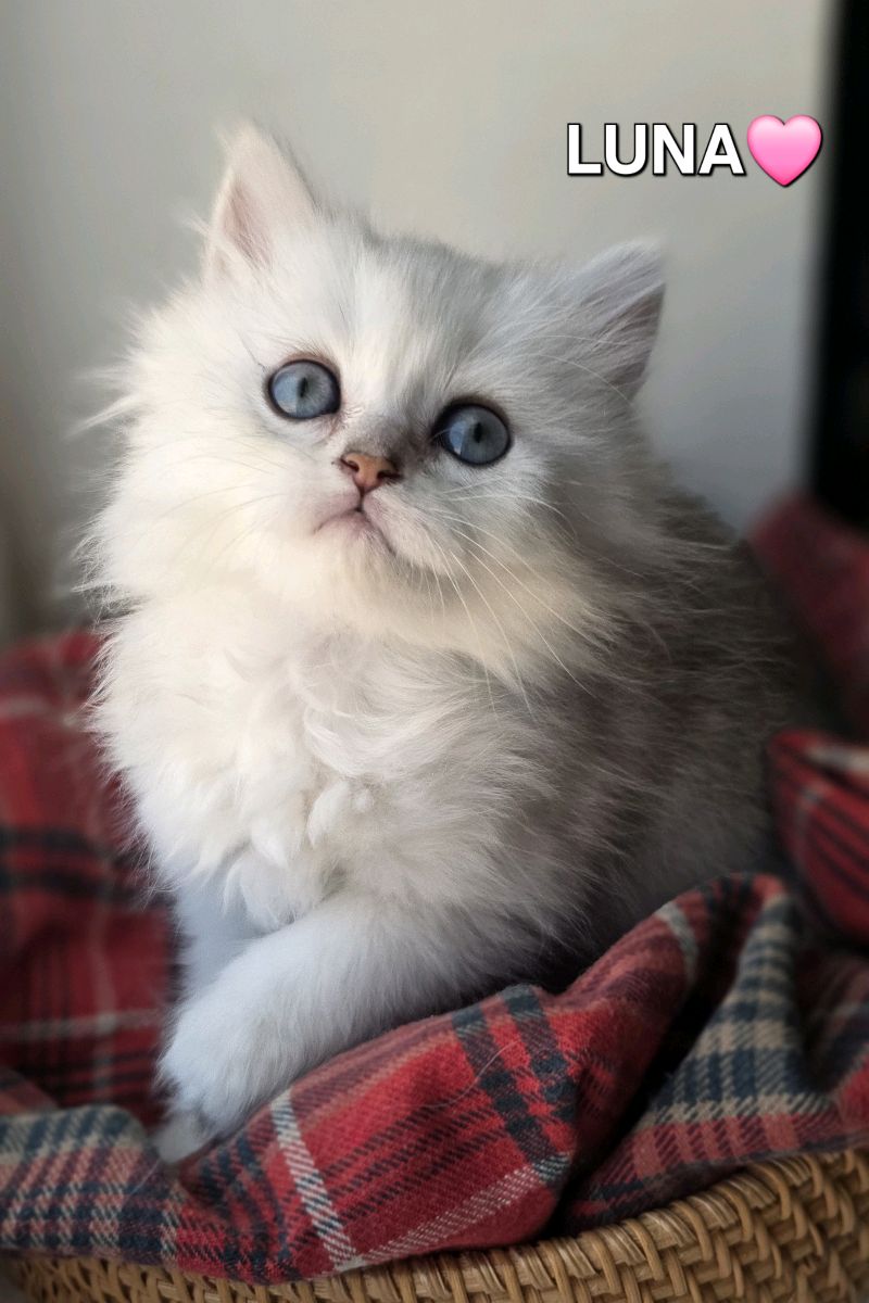 كتنز بريتيش لونغ هير British Long hair kittens