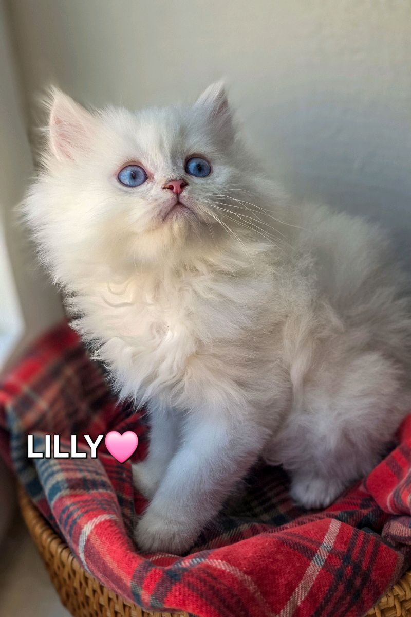 كتنز بريتيش لونغ هير British Long hair kittens