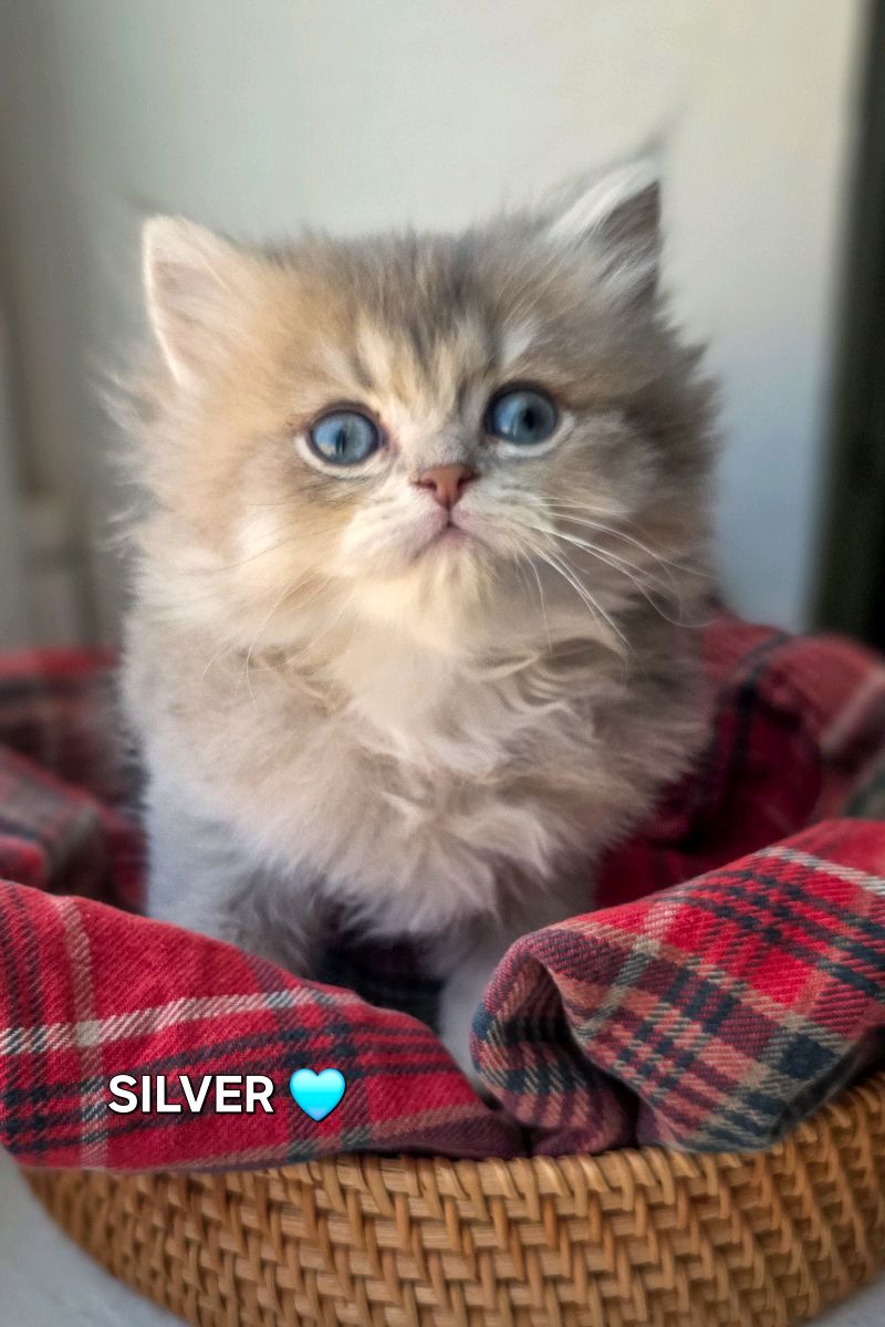 كتنز بريتيش لونغ هير British Long hair kittens