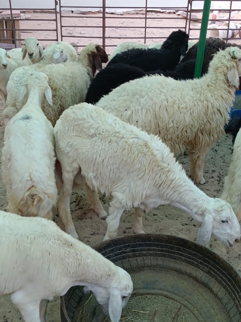 خروف ( حري + عِرب + نعيم )