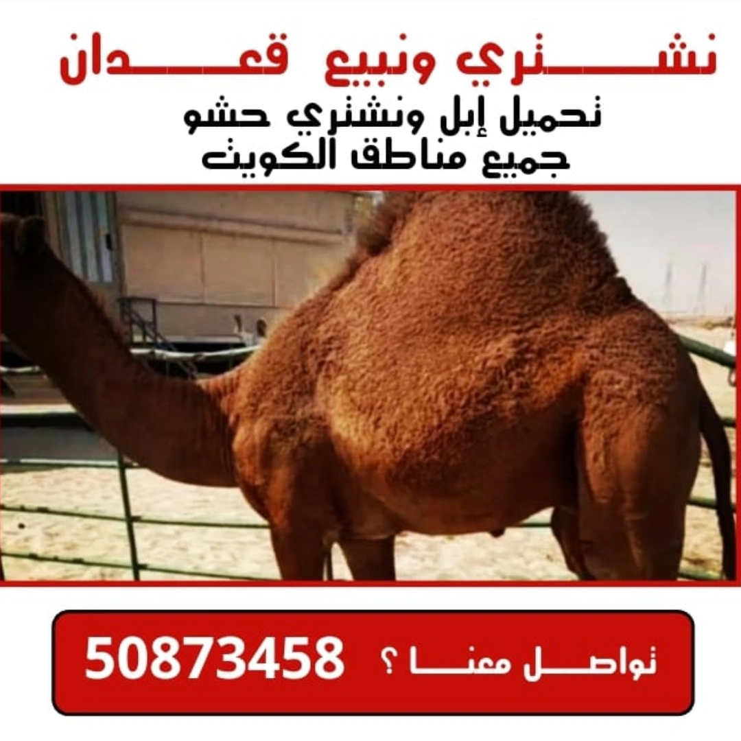 نبيع ونشتري قعدان وحشونا