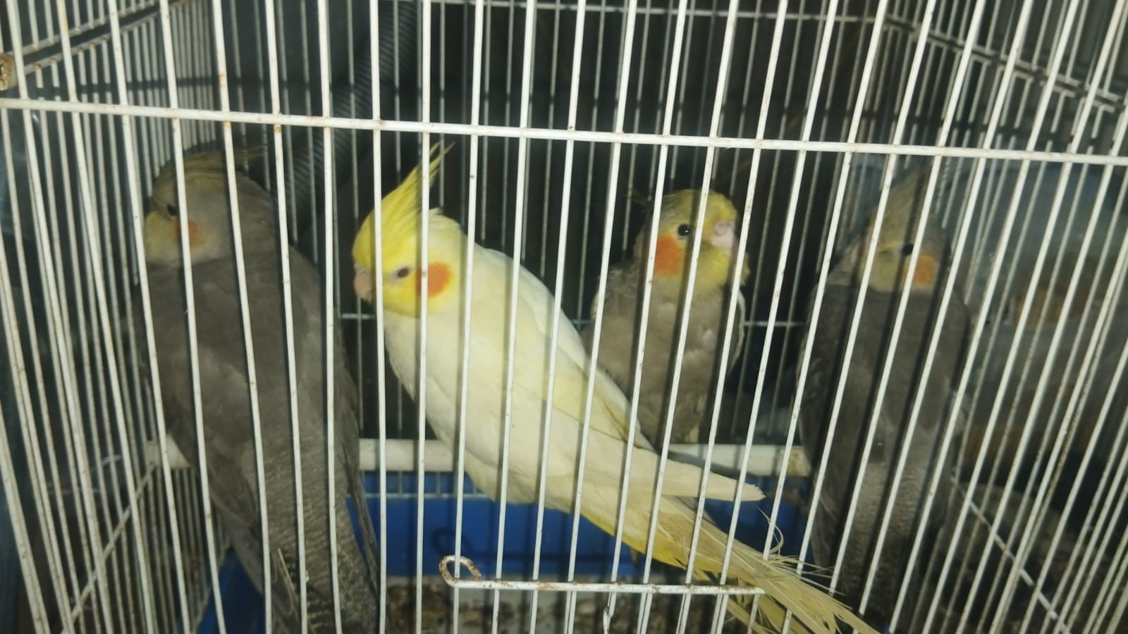 طيور كروان