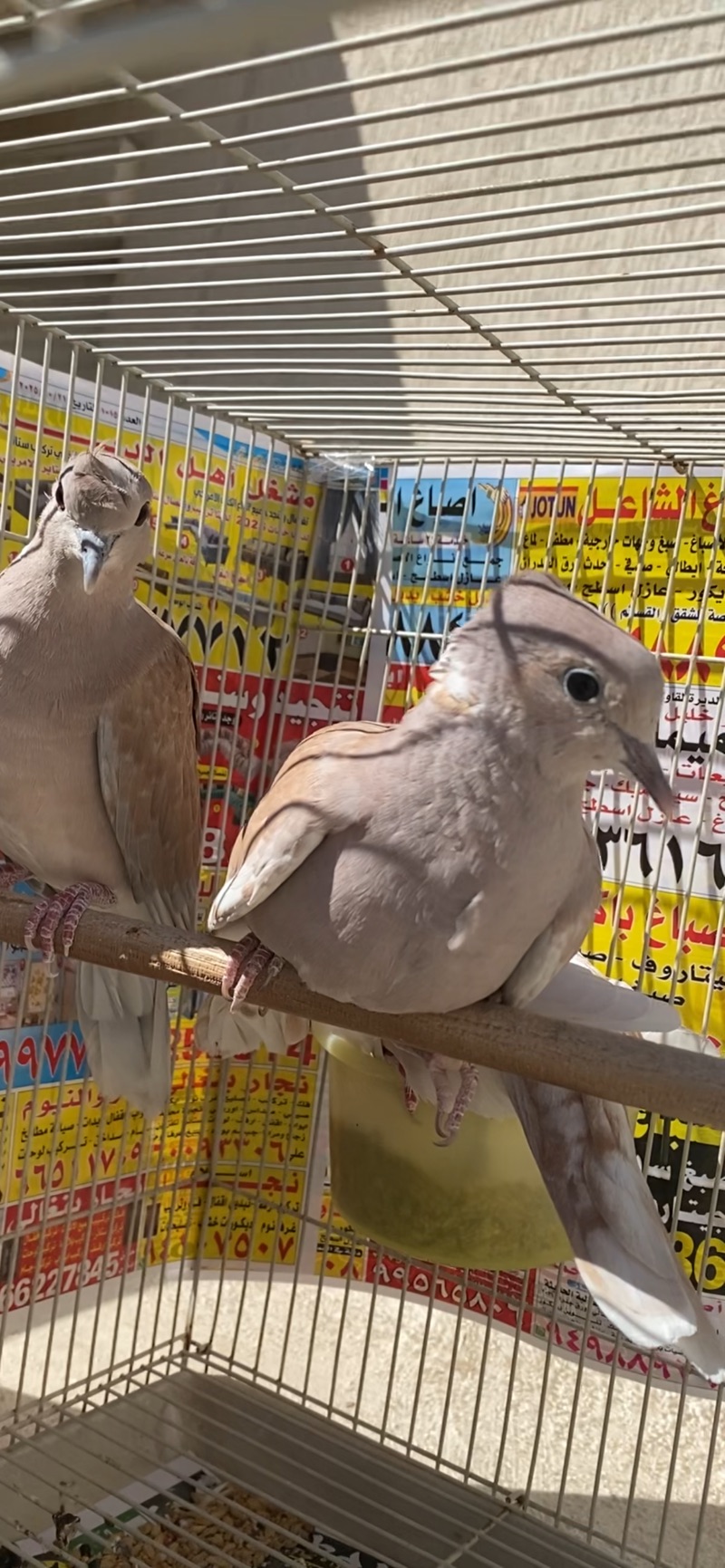 للبيع حمام ياكريم