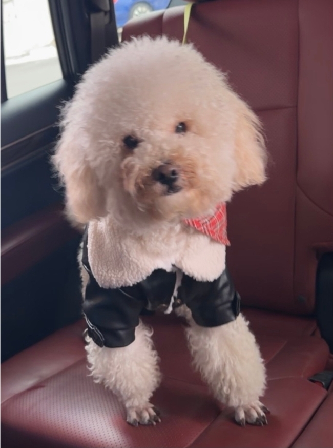 كلبpoodle
