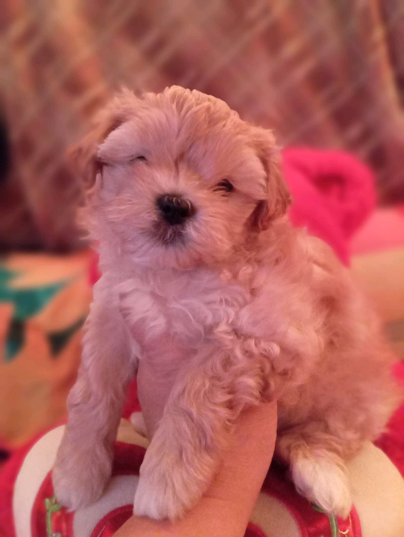 shi tzu for sale