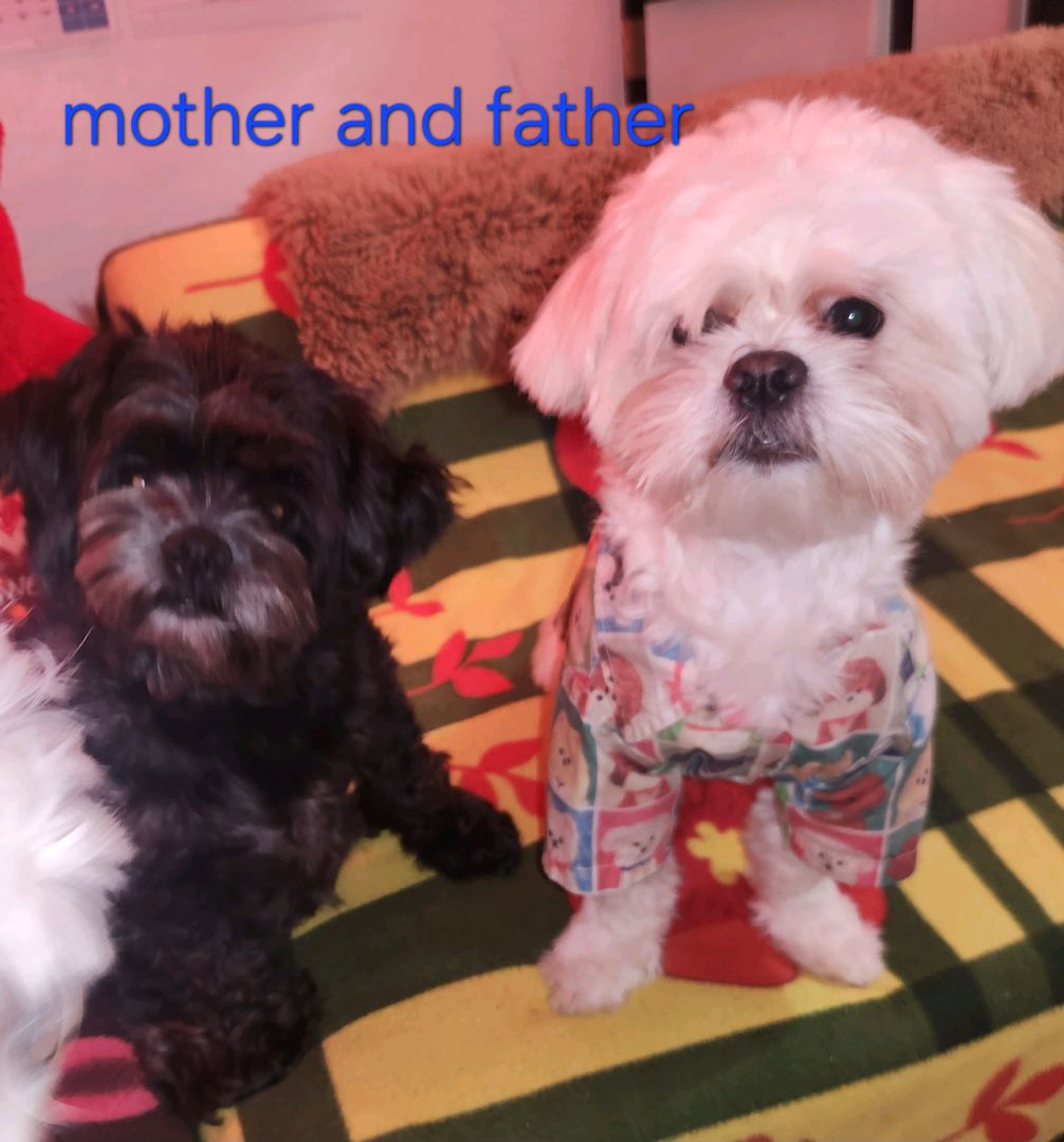 shi tzu for sale