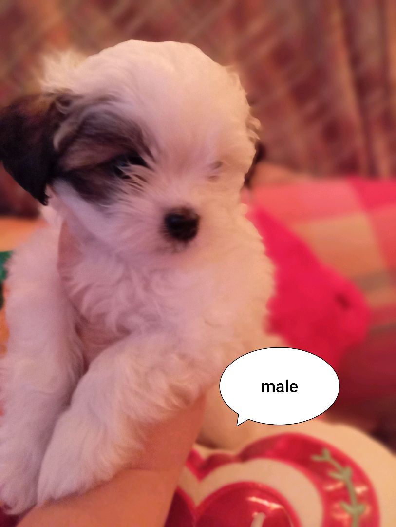 shi tzu for sale
