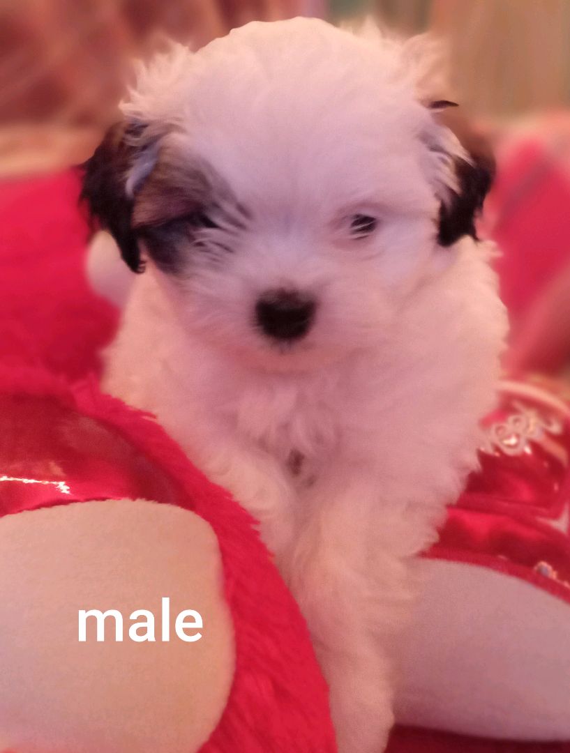 shi tzu for sale