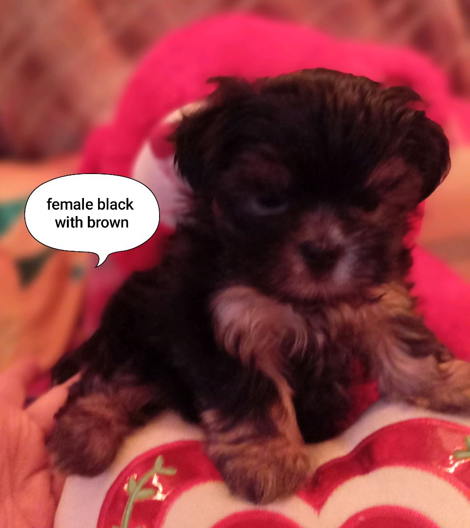 shi tzu for sale