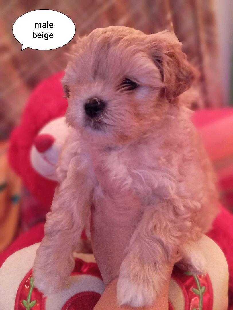 shi tzu for sale