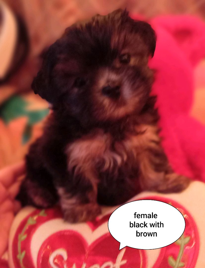 shi tzu for sale