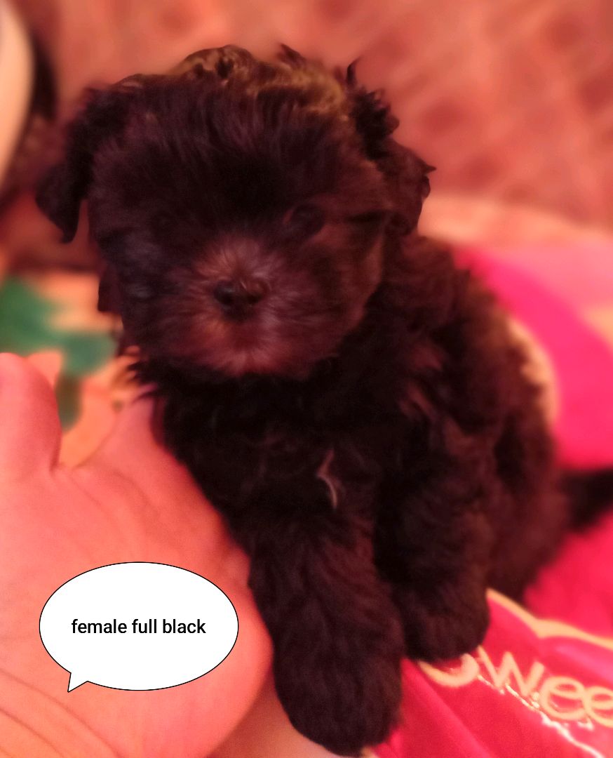 shi tzu for sale