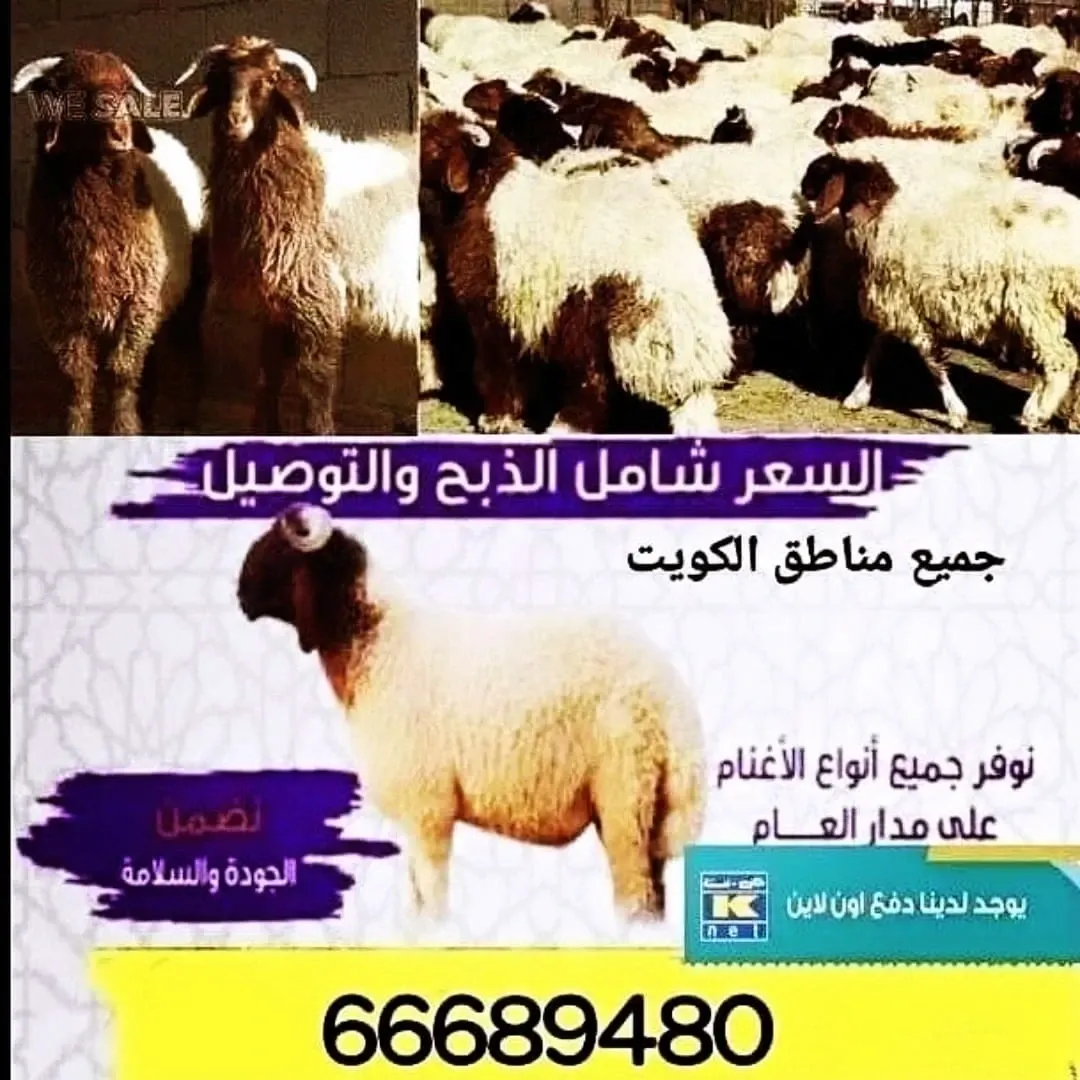 ذبايح بالكويت/66689480
