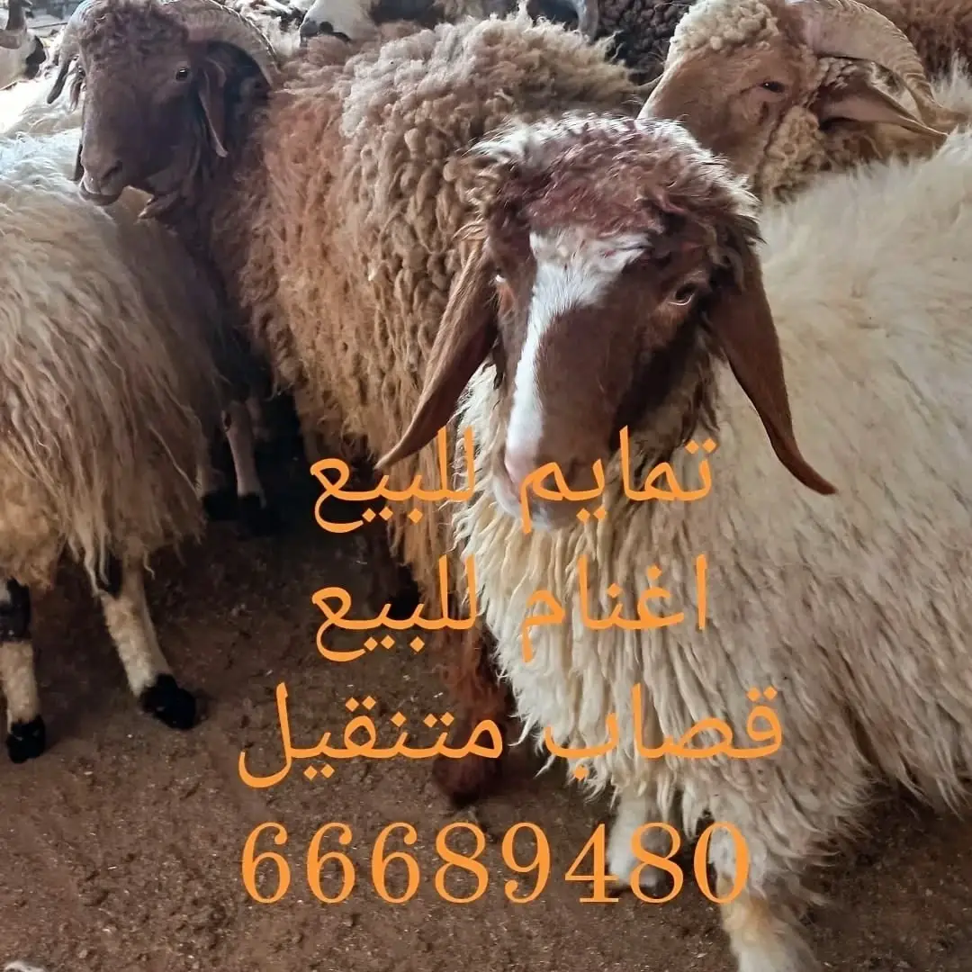 ذبايح بالكويت قصاب تحت طلب/66689480