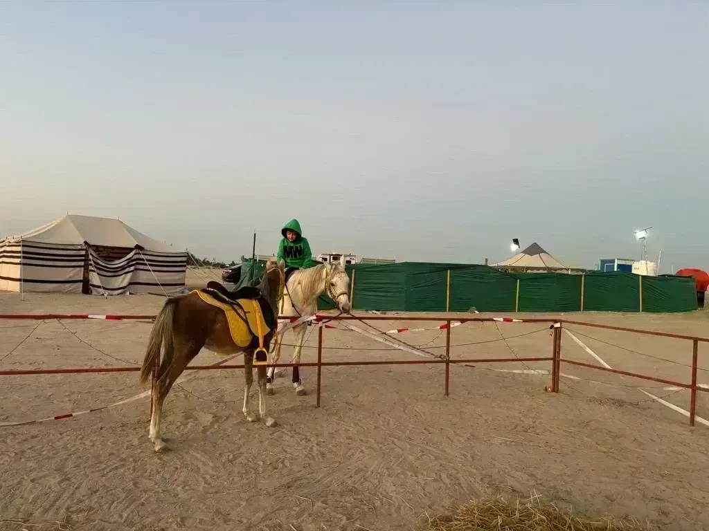 للبيع مهر مع كامل اغراضة ومع بادوك