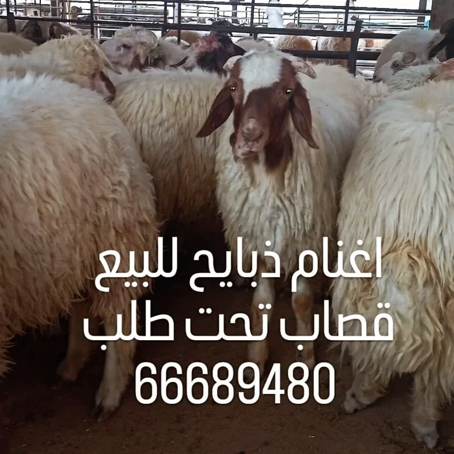 قصاب ذبايح بالكويت/66689480