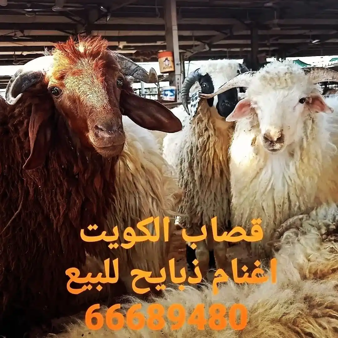 قصاب الكويت _66689480