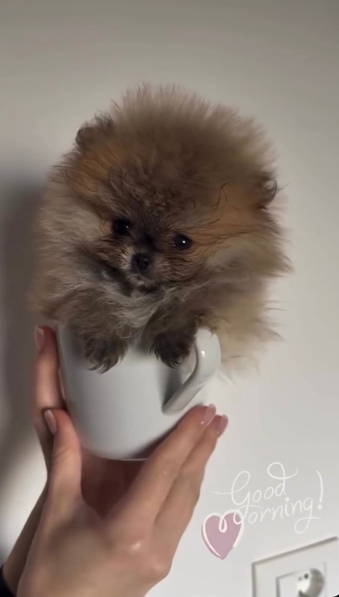 teacup Pomeranian