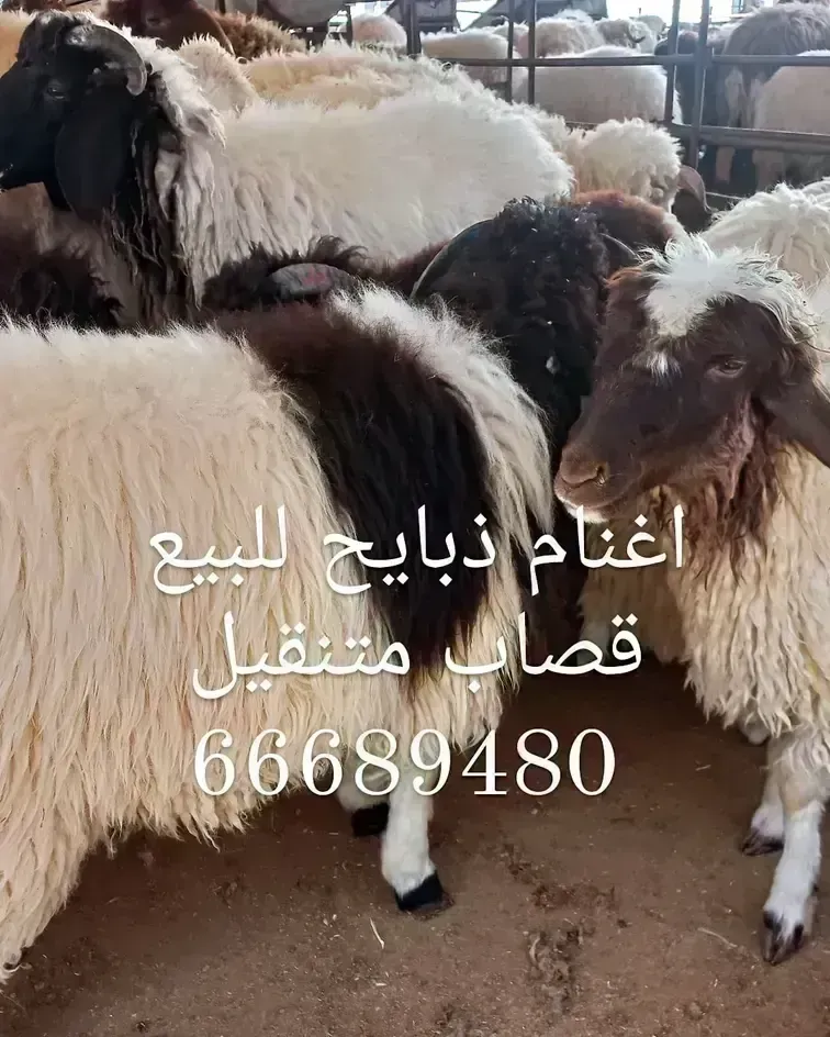 قصاب الكويت اغنام ذبايح للبيع/66689480