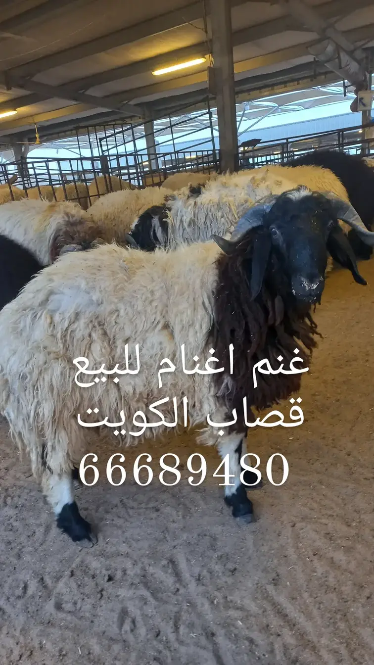 قصاب الكويت/66689480