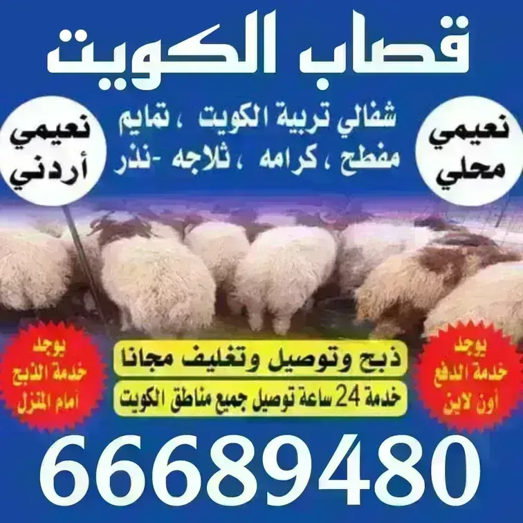 قصاب الكويت ذبايح اغنام للبيع