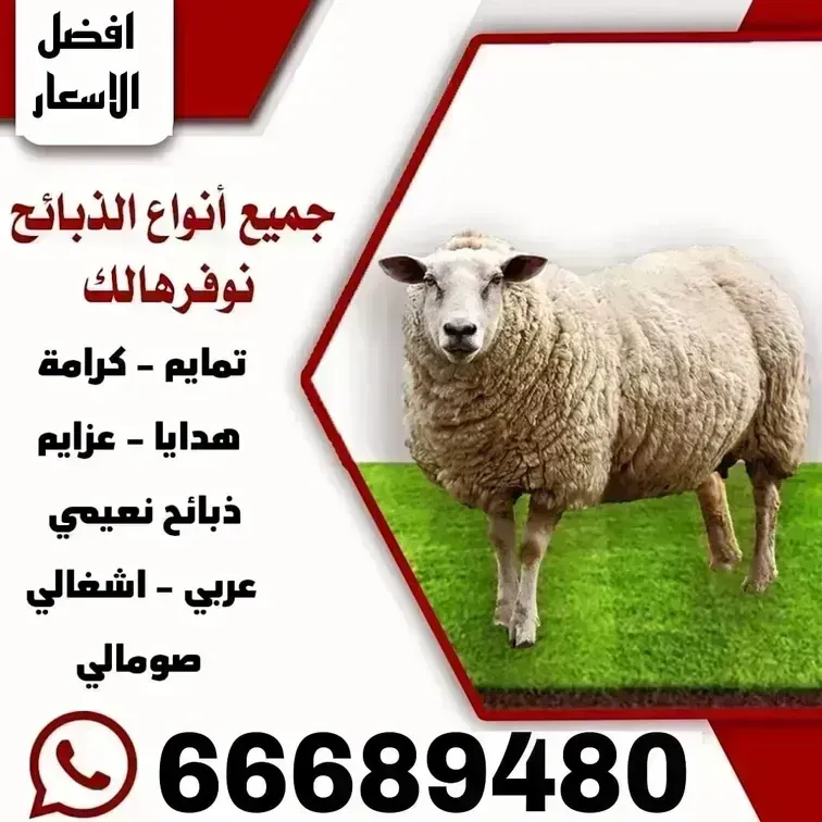 قصاب الكويت/66689480