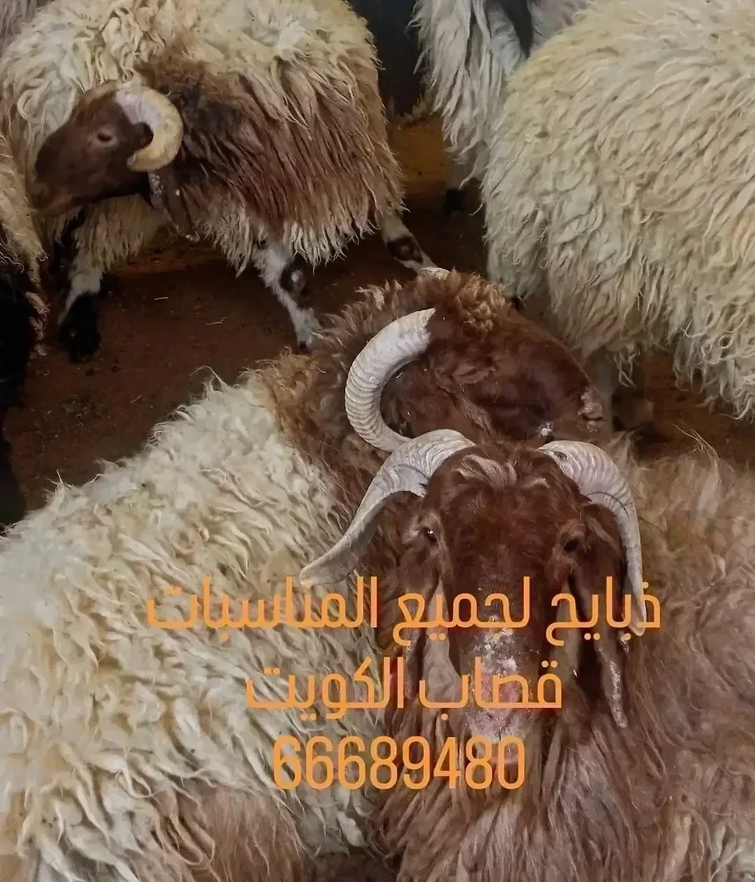 ذبايح بالكويت قصاب الكويت _66689480
