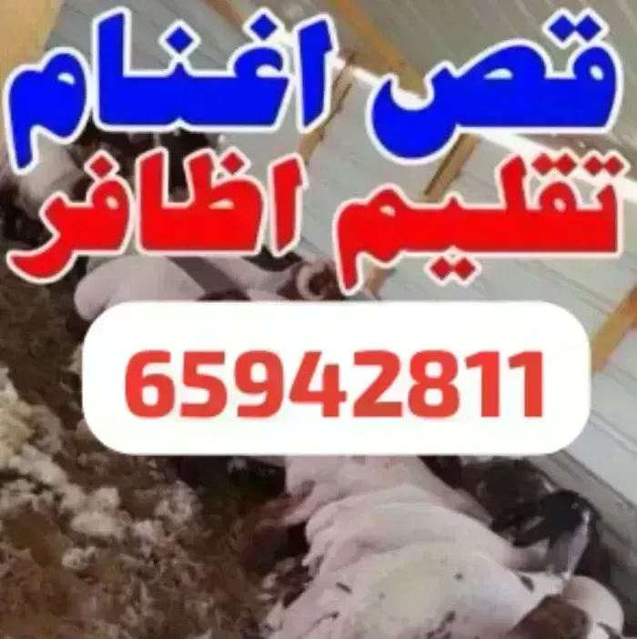 قص اغانم قص صوف و تقلم اظافر شوغول نضيف مكيناه نوفا ليستار  بنجالي امير التسل ٦٥٩٤٢٨١١