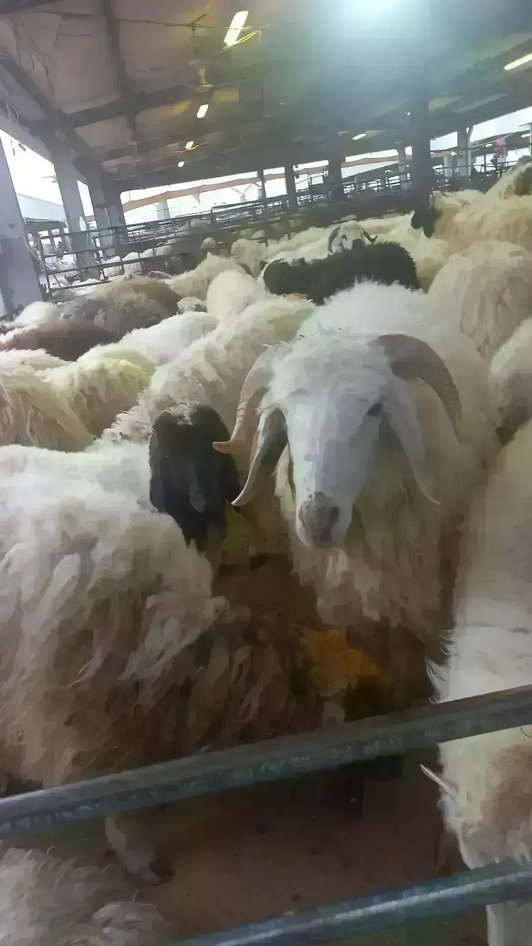 ذبايح بالكويت ذبايح قصاب الكويت/66689480