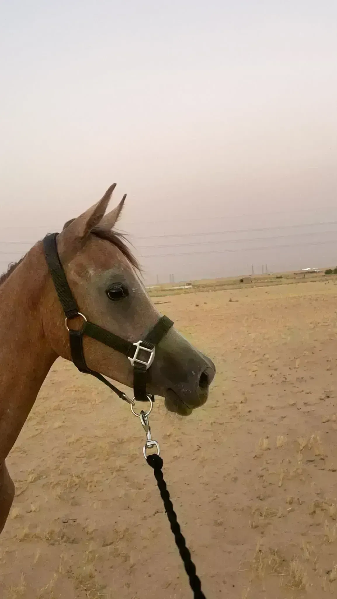 الخيل العربية الاصيلة مهر العمر ٢ سنة .الاب / هلال الصافنات .الام / العنقاء الصافنات .عربي بيور  ، نص عساف ، هادي ، مع سرج جديد و مصراع جديد ورشمه جديدة ومع كل اغراضة وعدته جديده ومع ادوات نظافة وحلاقة وللحافر ومشط وكل شي ، ورقه مبايعة وبعدها يتم سحب منه دم والتحويل واستلام الجواز ، وانت تسميه بالجواز .
