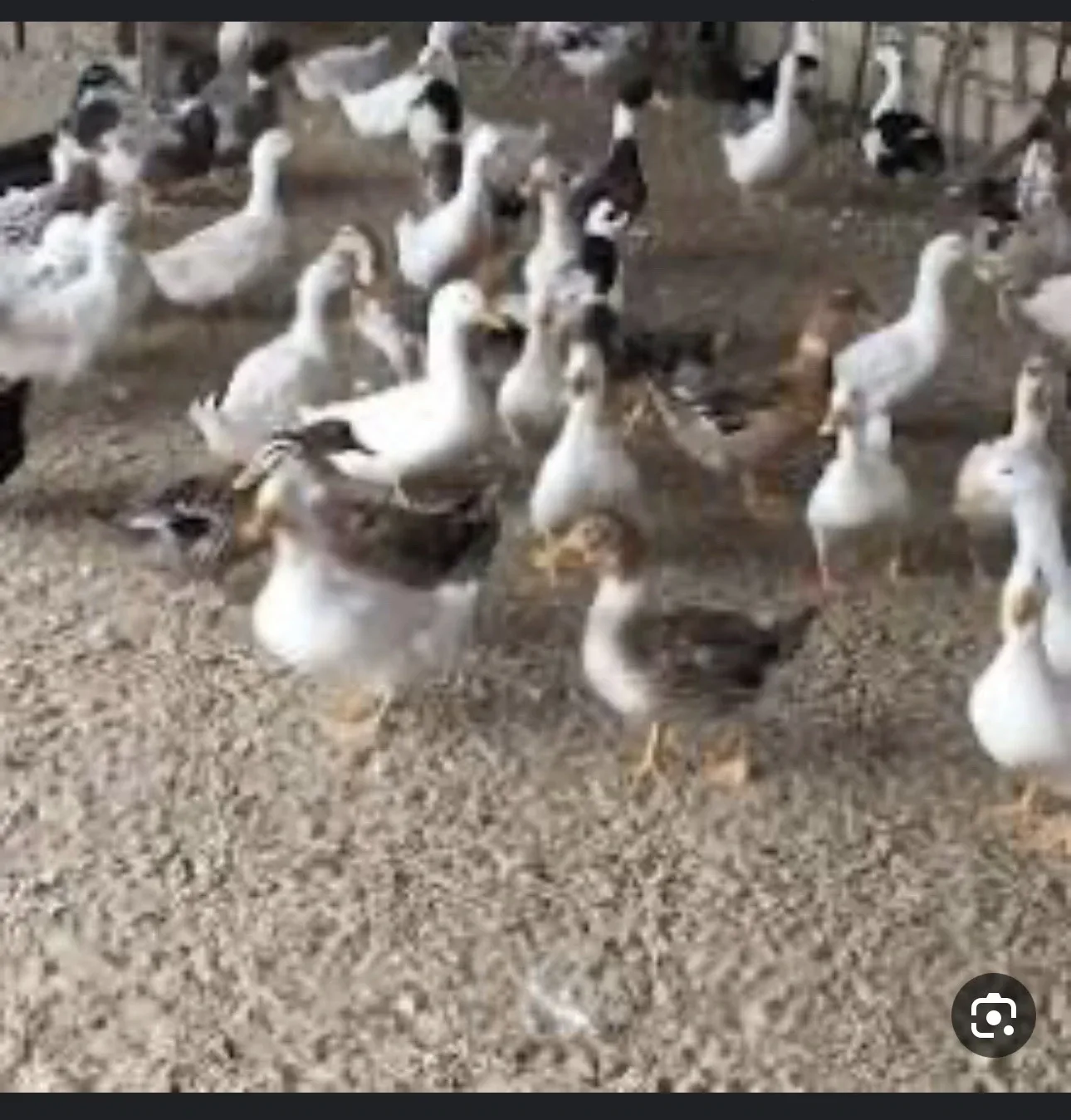 للبيع بط فرنسي وحمام لاحم