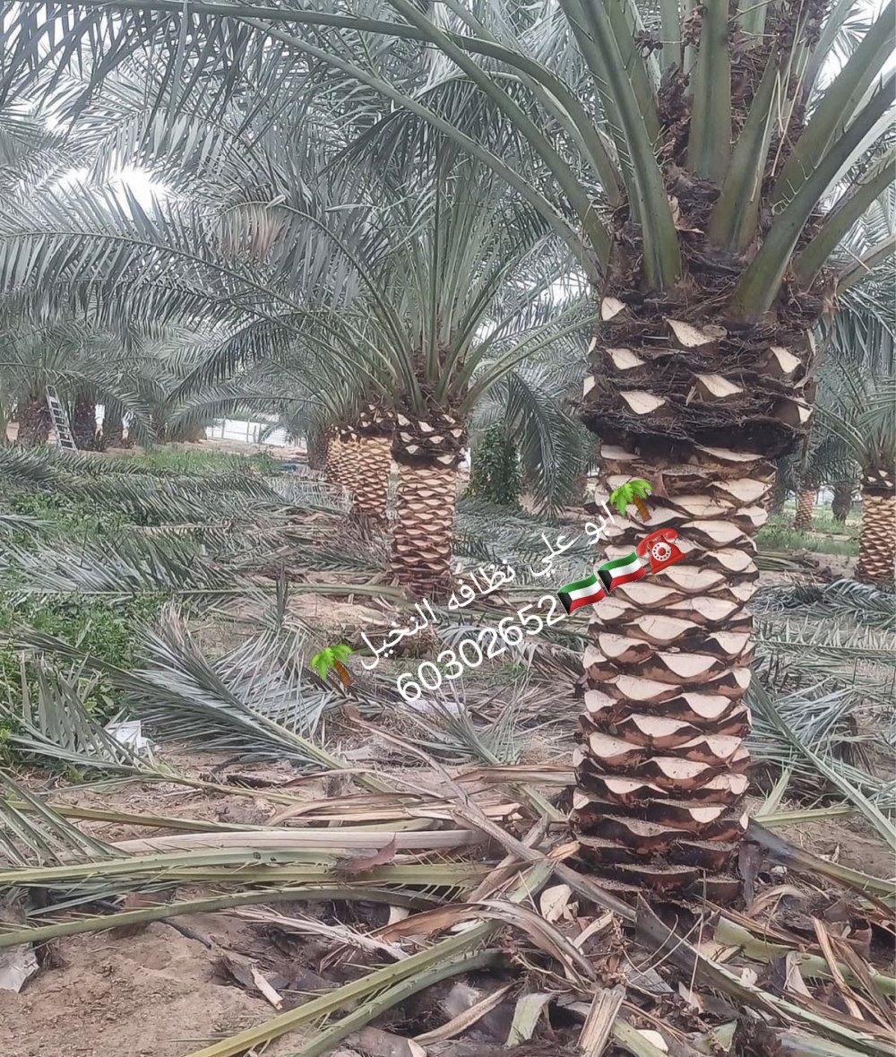 ابو علي نظافه النخيل جميع قص الاشجار اسعار مغريه🇰🇼🇰🇼🌴🌴