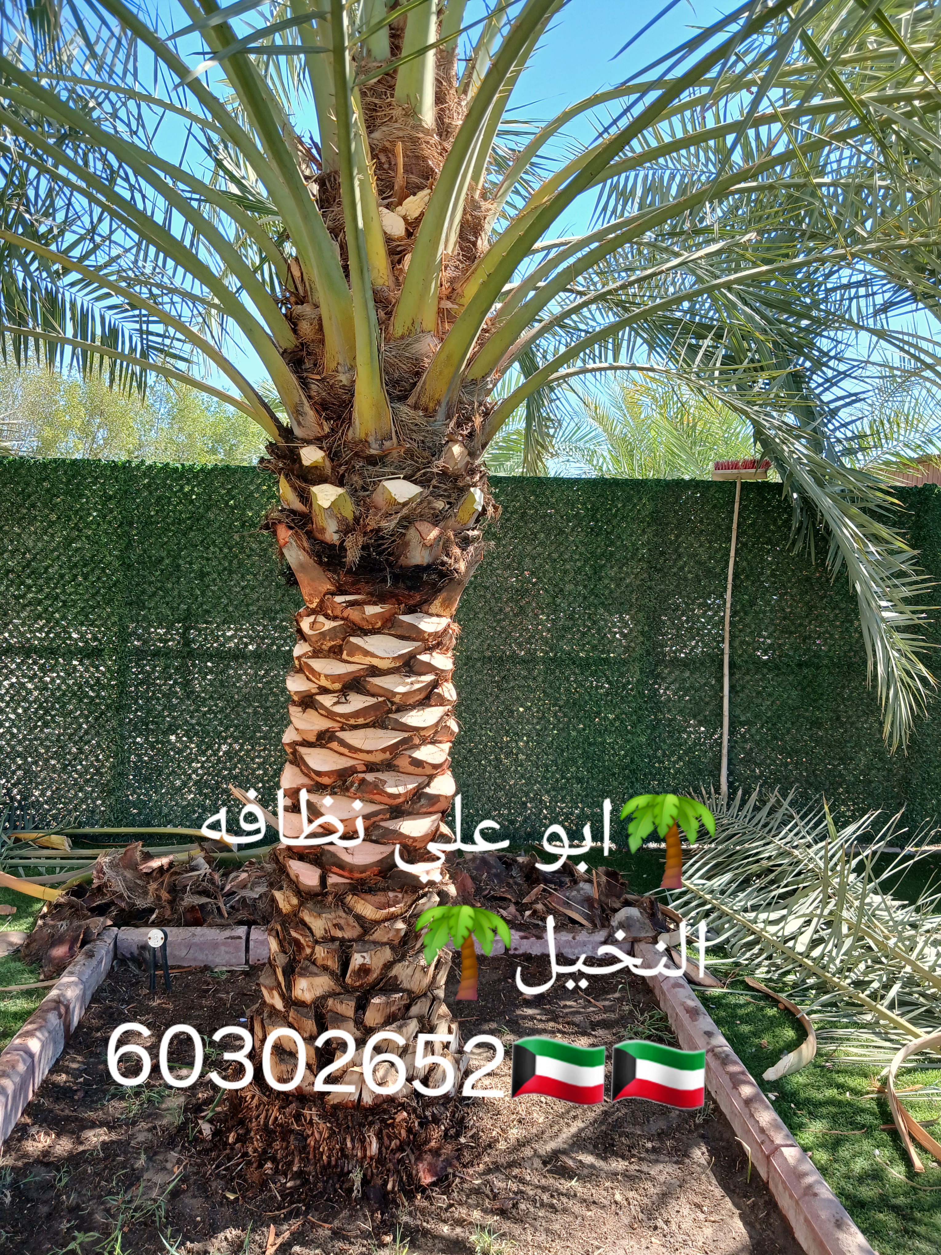 ابو علي نظافه النخيل جميع قص الاشجار اسعار مغريه🇰🇼🇰🇼🌴🌴