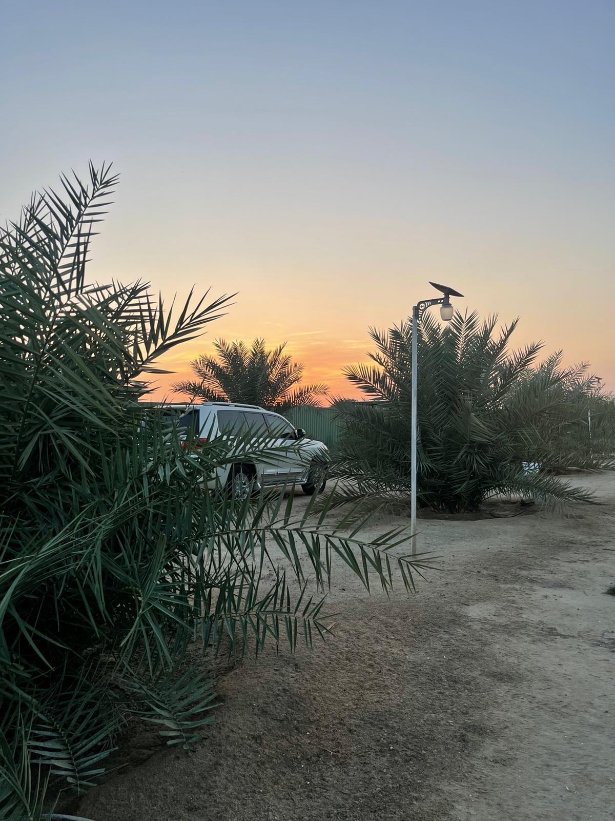 مزرعة للايجار بالوفرة