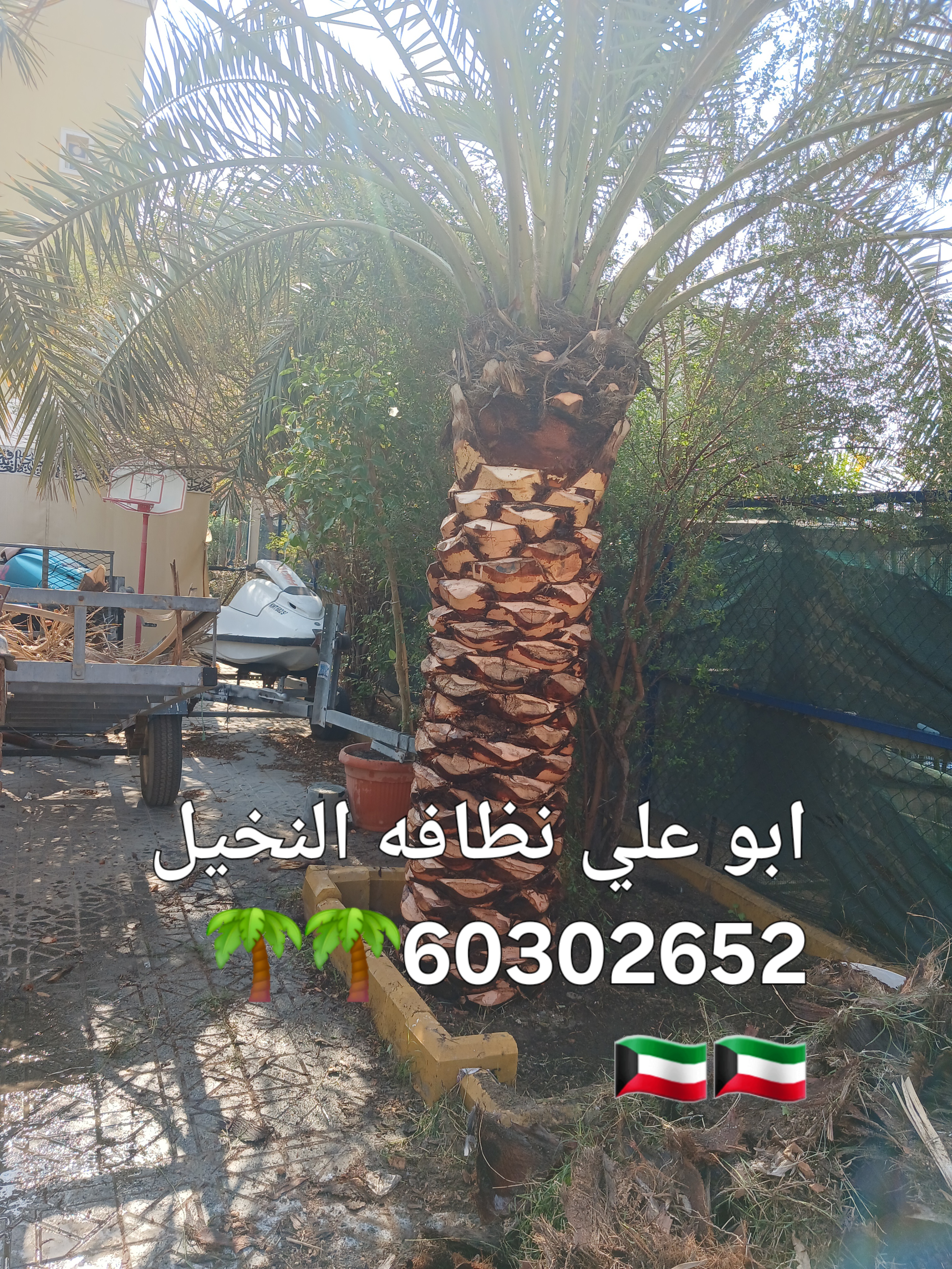 ابو علي نظافه النخيل جميع قص الاشجار اسعار مغريه🇰🇼🇰🇼🌴🌴