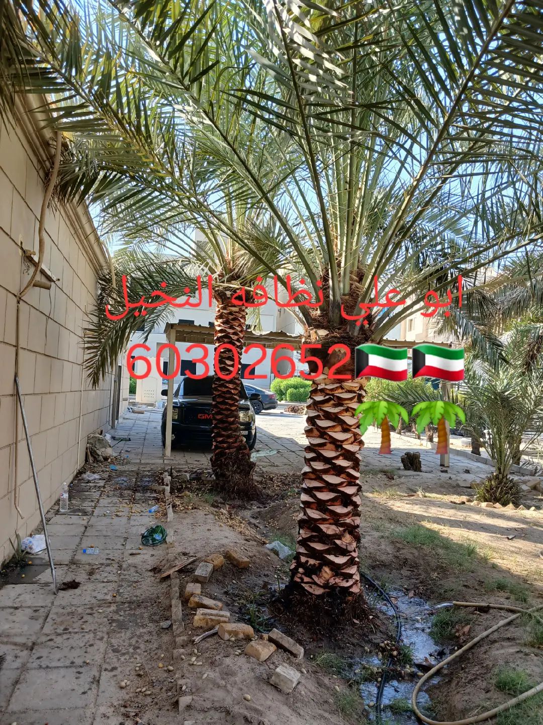 ابو علي نظافه النخيل جميع قص الاشجار اسعار مغريه🇰🇼🇰🇼🌴🌴