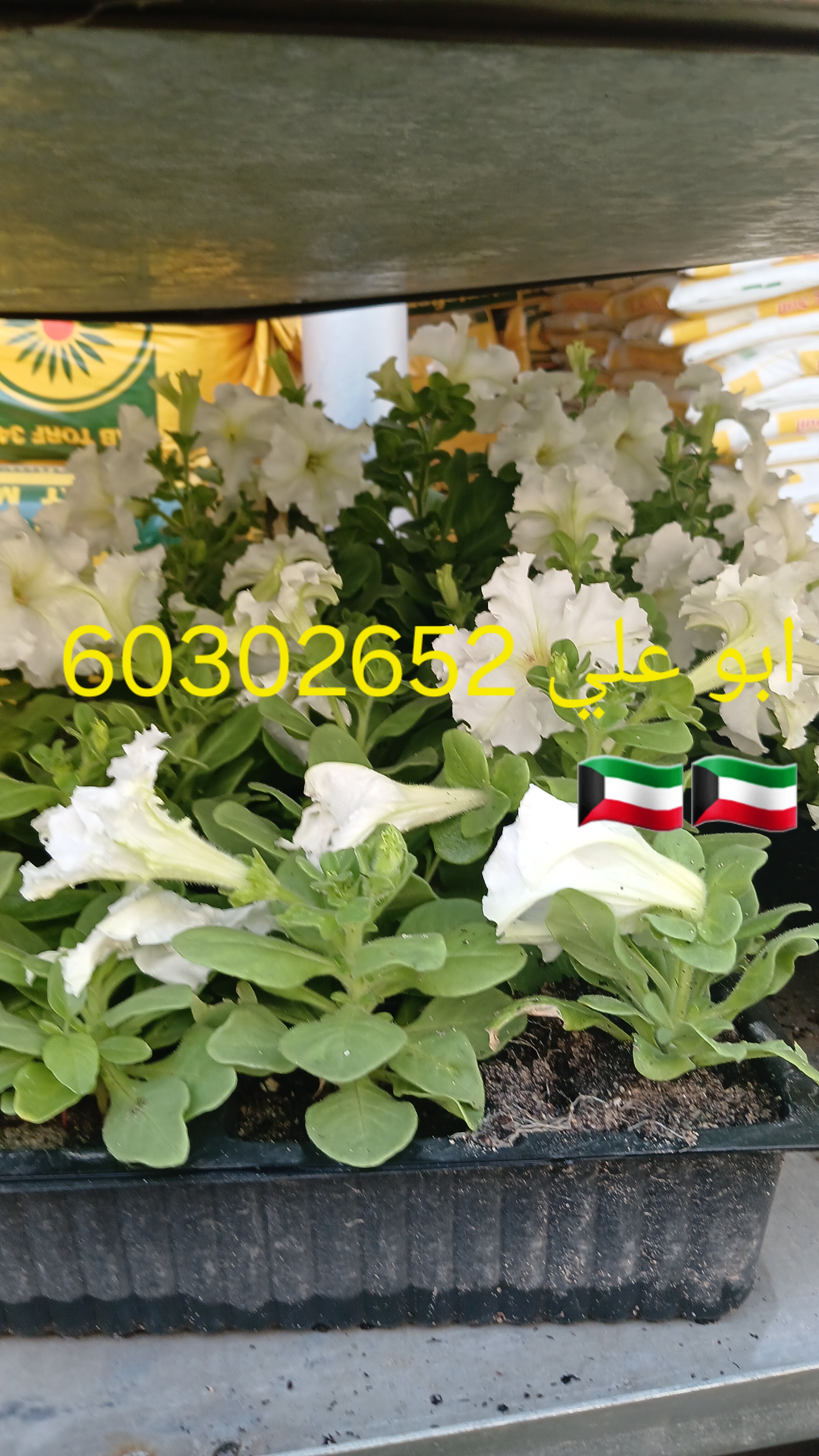 ابو علي نظافه النخيل جميع قص الاشجار اسعار مغريه🇰🇼🇰🇼🌴🌴