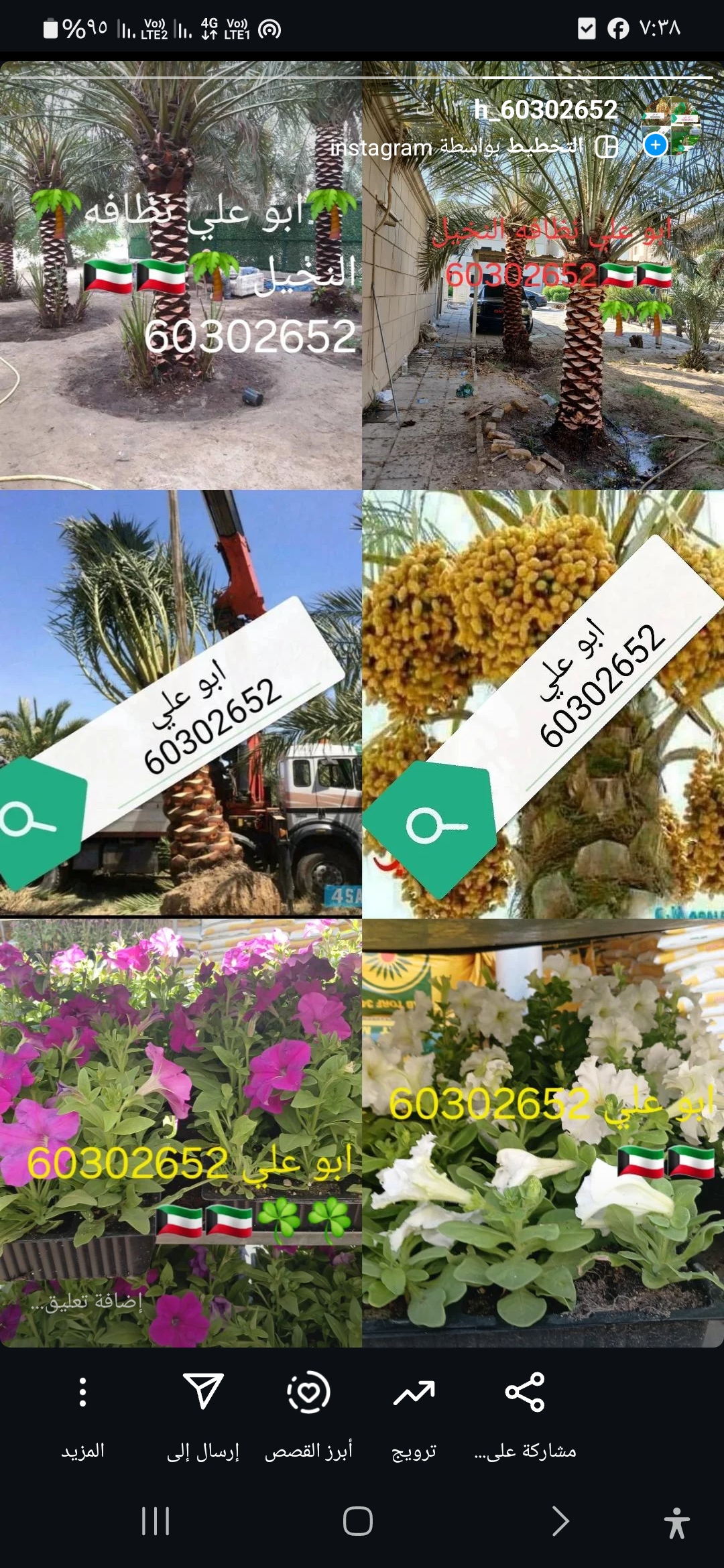 ابو علي نظافه النخيل جميع قص الاشجار اسعار مغريه🇰🇼🇰🇼🌴🌴
