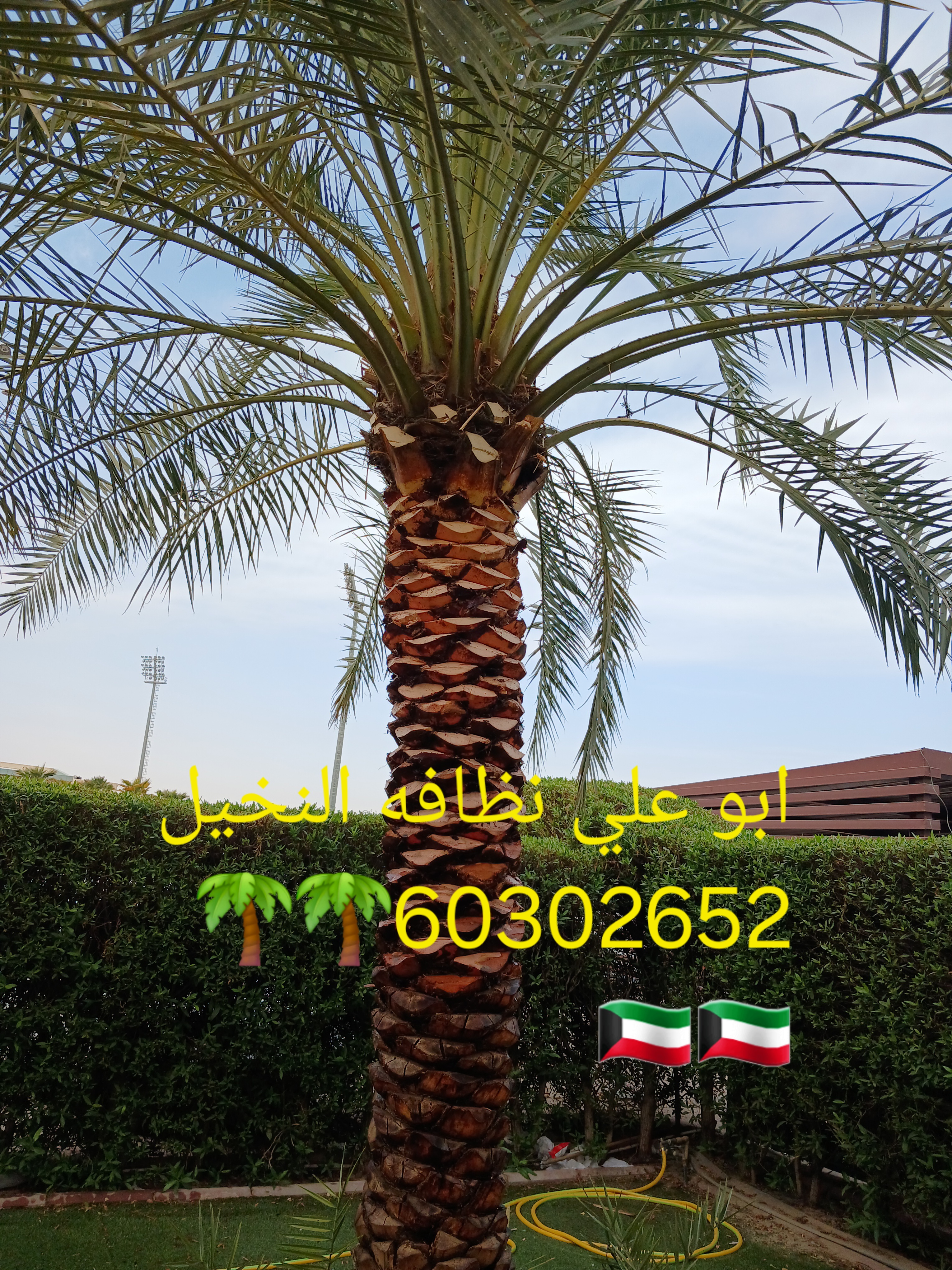 ابو علي نظافه النخيل جميع قص الاشجار اسعار مغريه🇰🇼🇰🇼🌴🌴