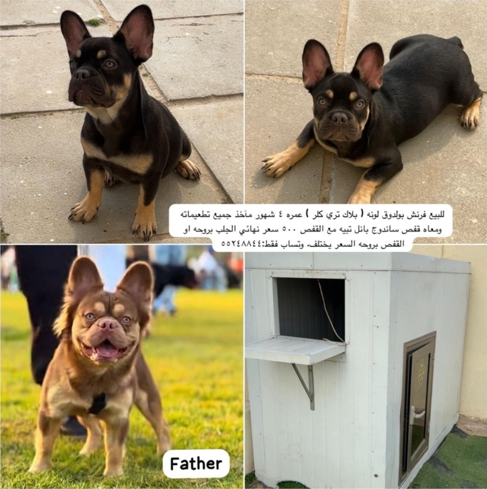 فرنش بولدوق