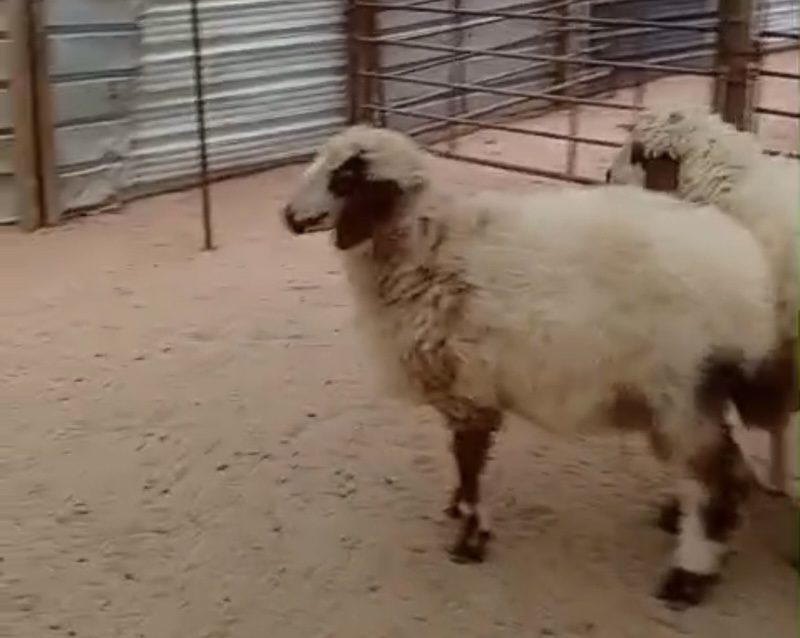 للبيع طليان طيبه جدا