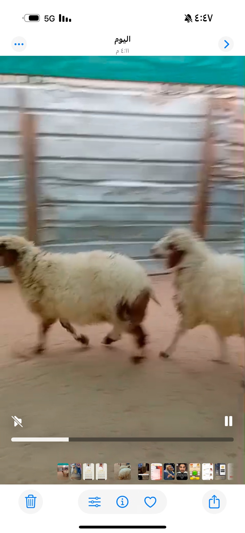 للبيع طليان طيبه جدا